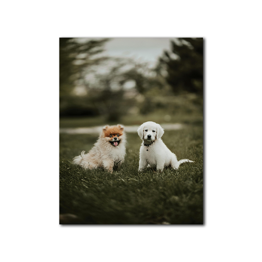 Regal Companions