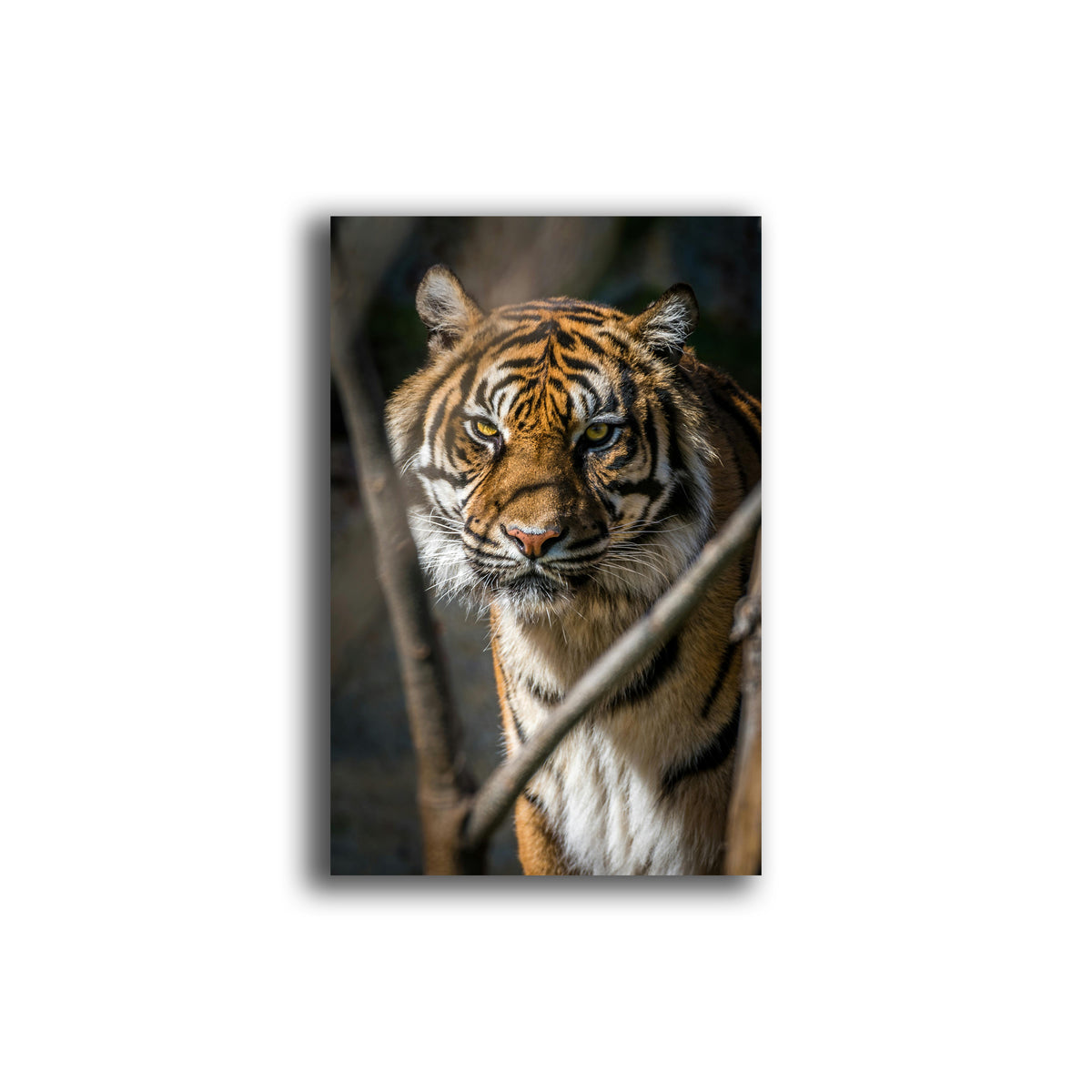 The Majestic Stare – Bengal Tiger Metal Art Print