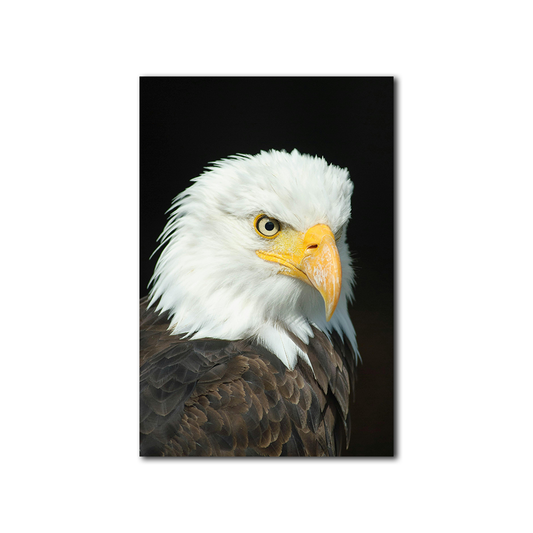 Majestic Guardian