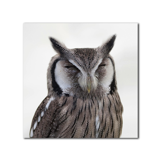 The Silent Watcher
