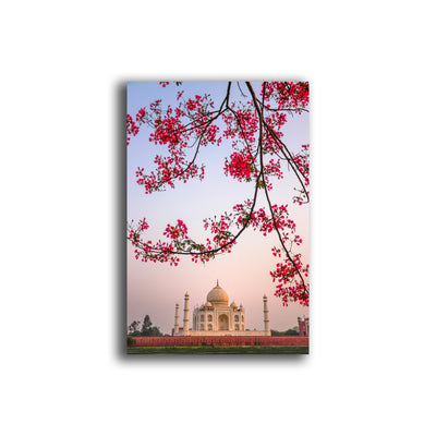 Blossoms Over the Taj