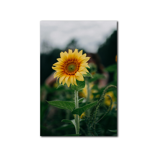 Golden Grace